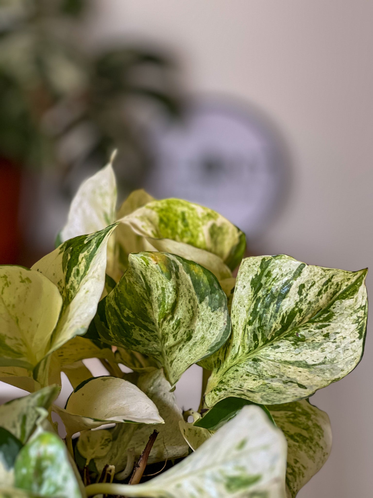 Happy Leaf Pothos (Epipremnum aureum 'Happy Leaf')