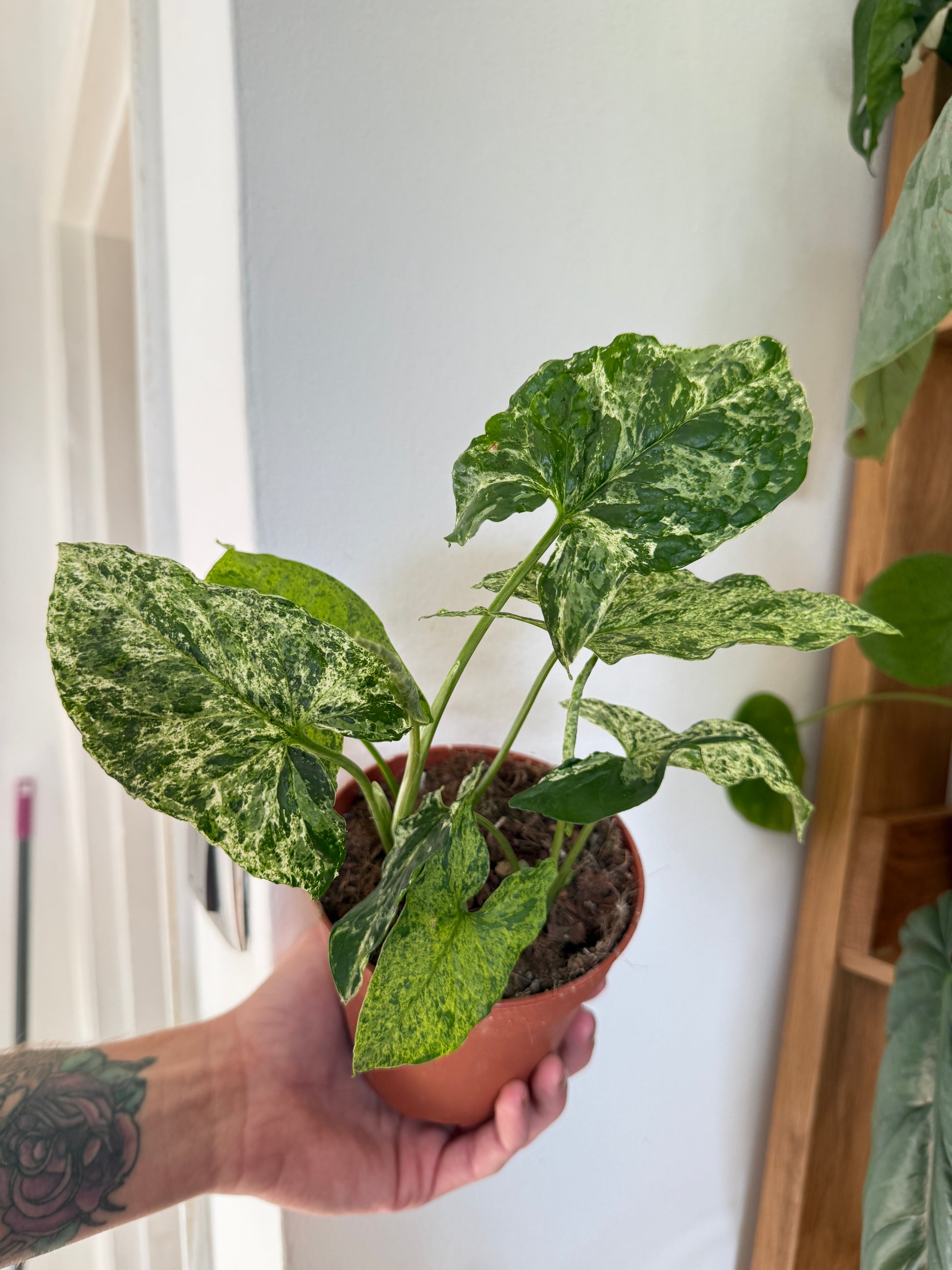 Syngonium Mottled Mojito