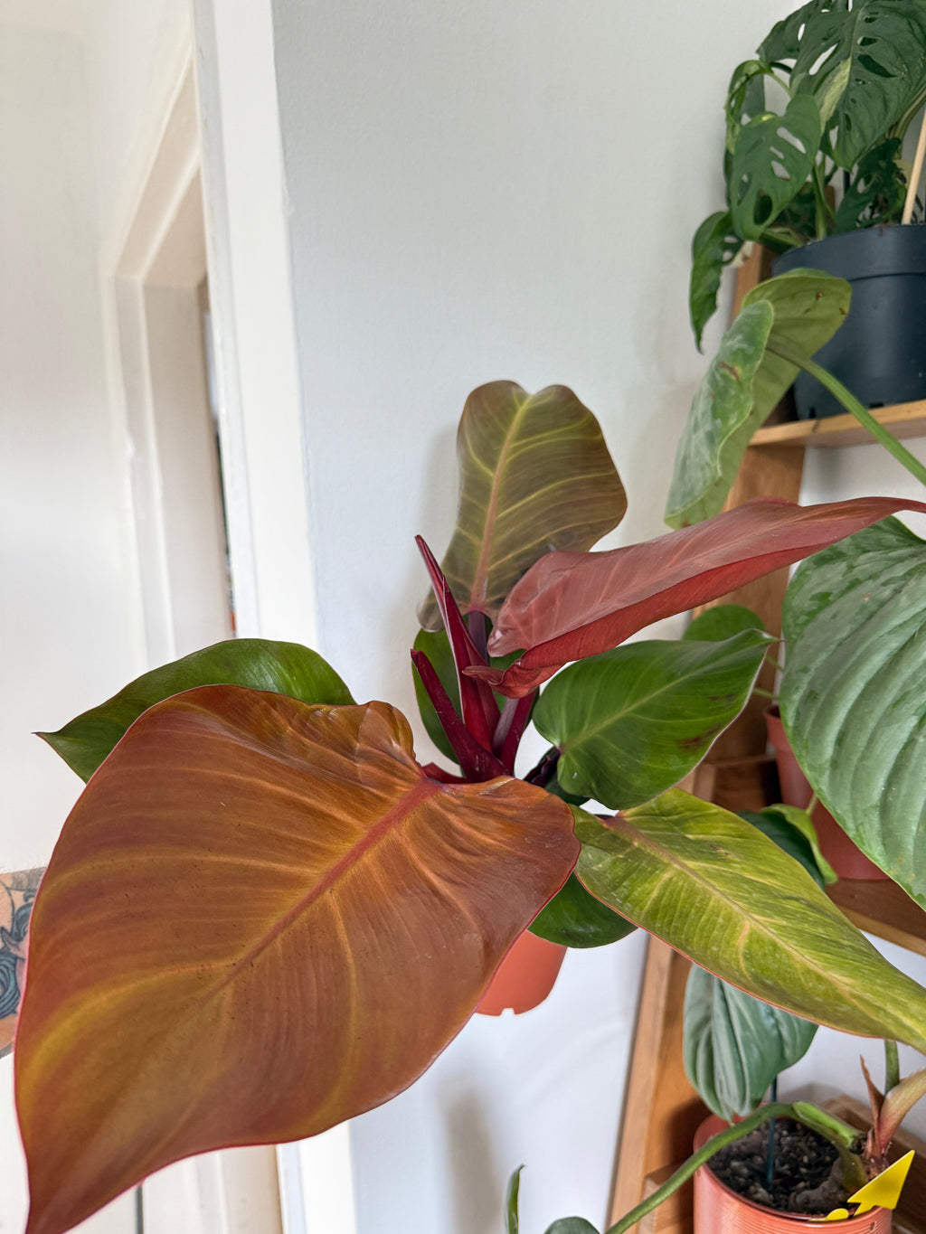 Philodendron Sunlight