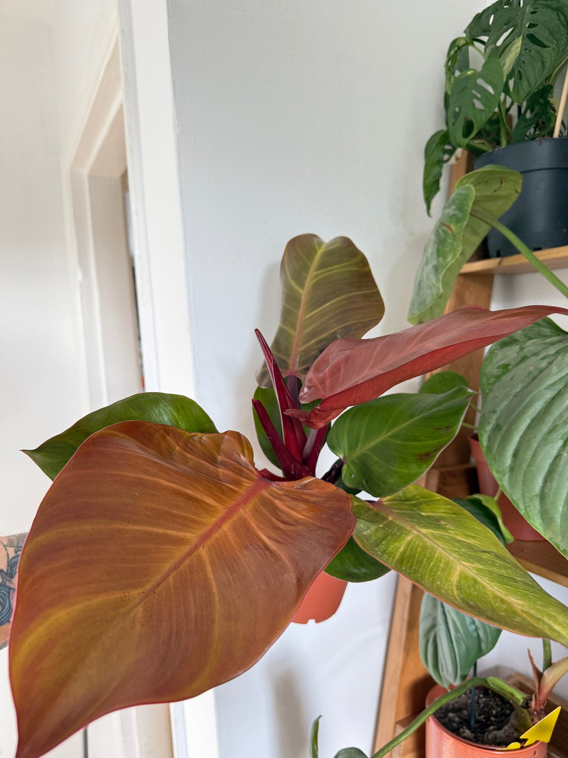 Philodendron Sunlight