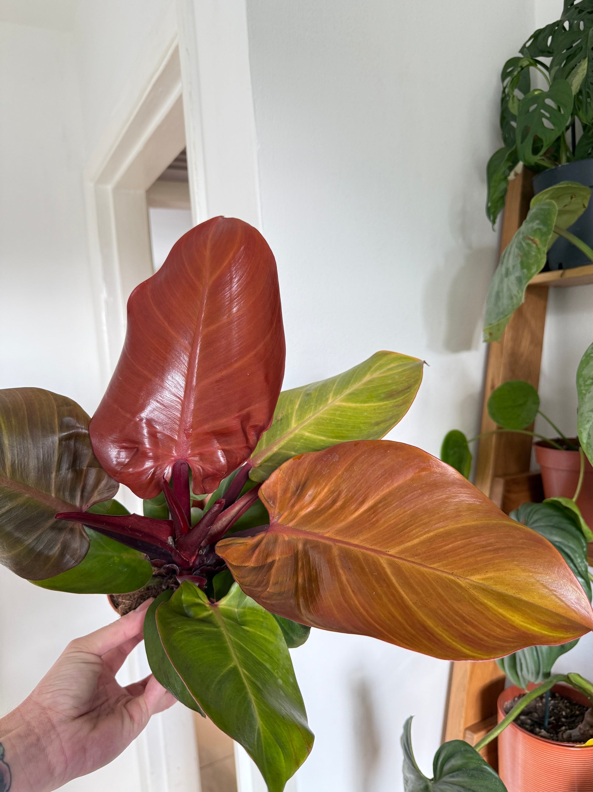 Philodendron Sunlight