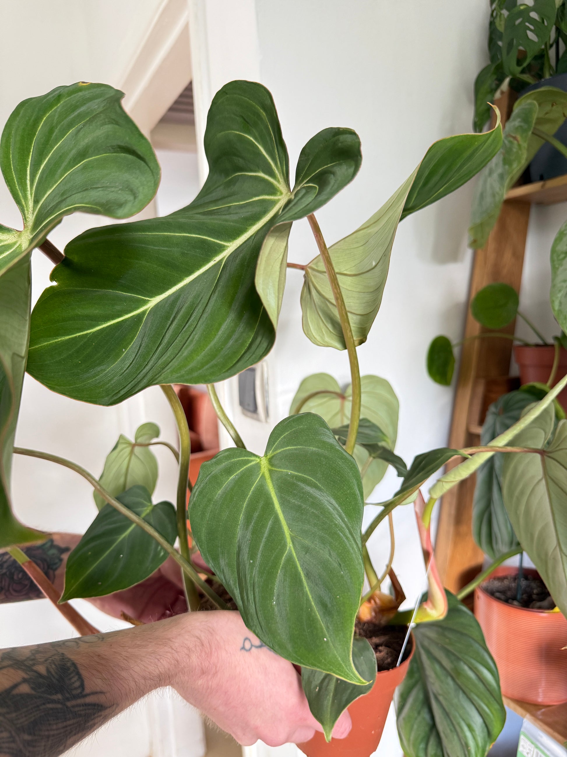 Philodendron Gloriosum