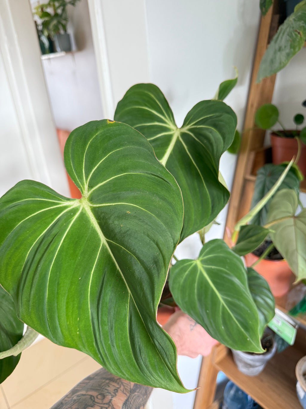 Philodendron Gloriosum