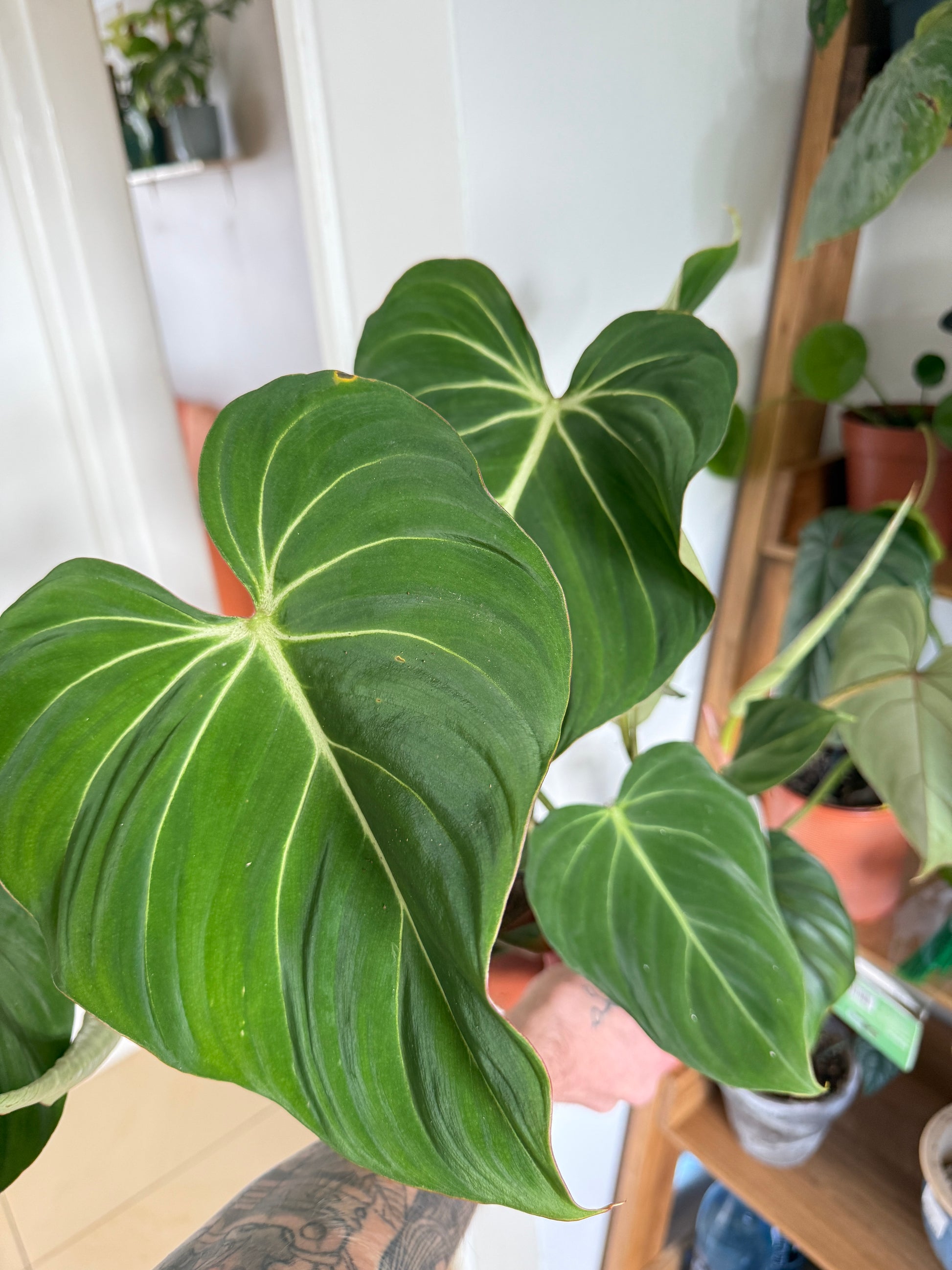 Philodendron Gloriosum