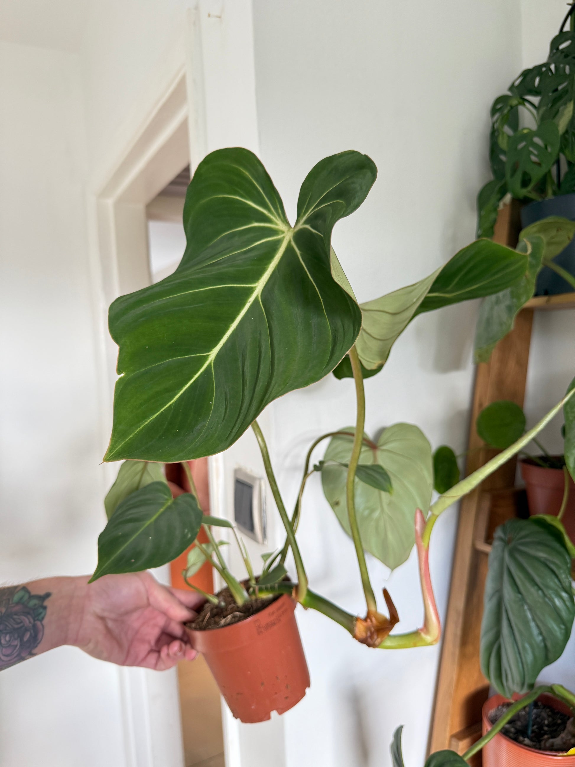Philodendron Gloriosum