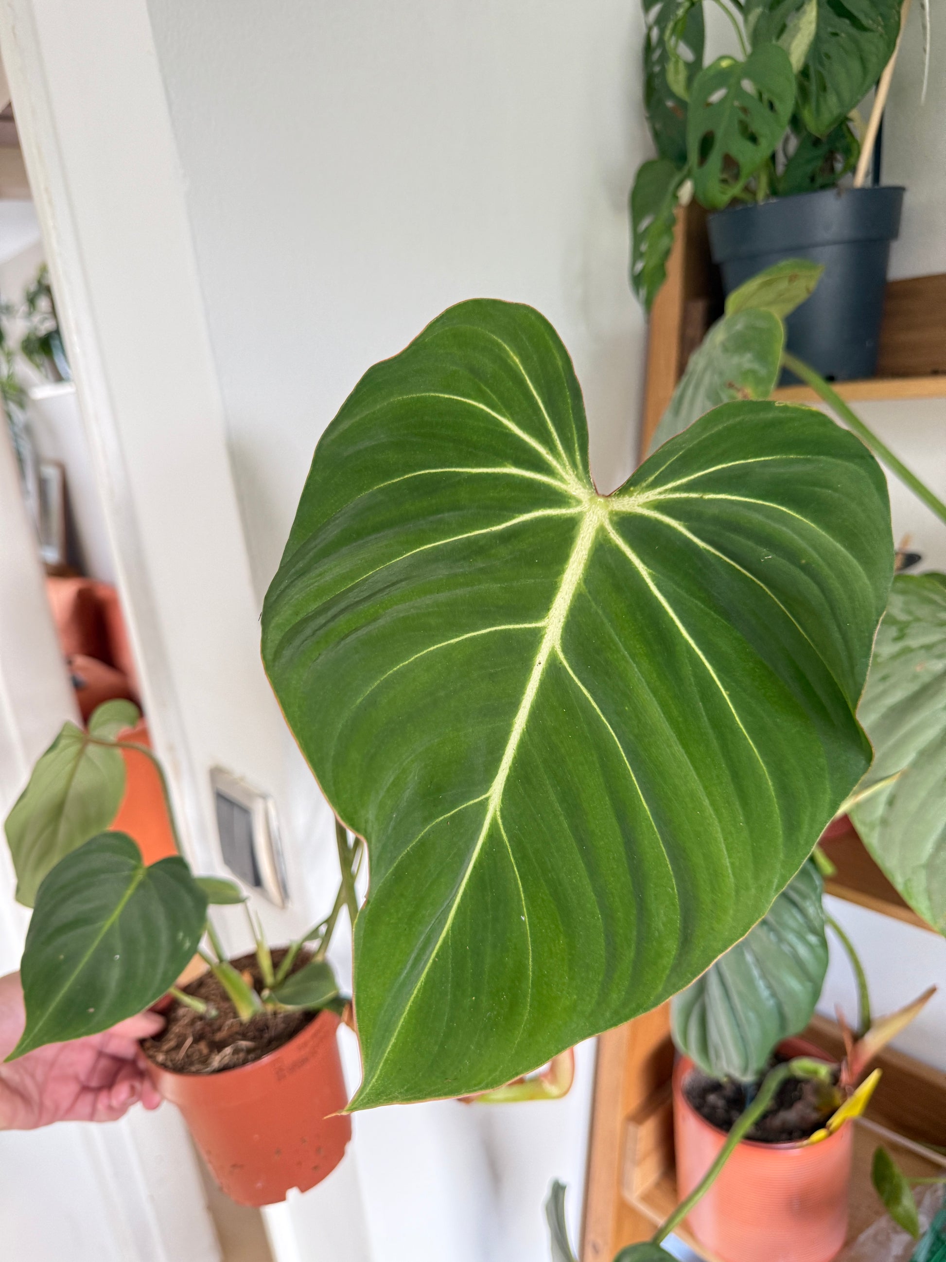 Philodendron Gloriosum