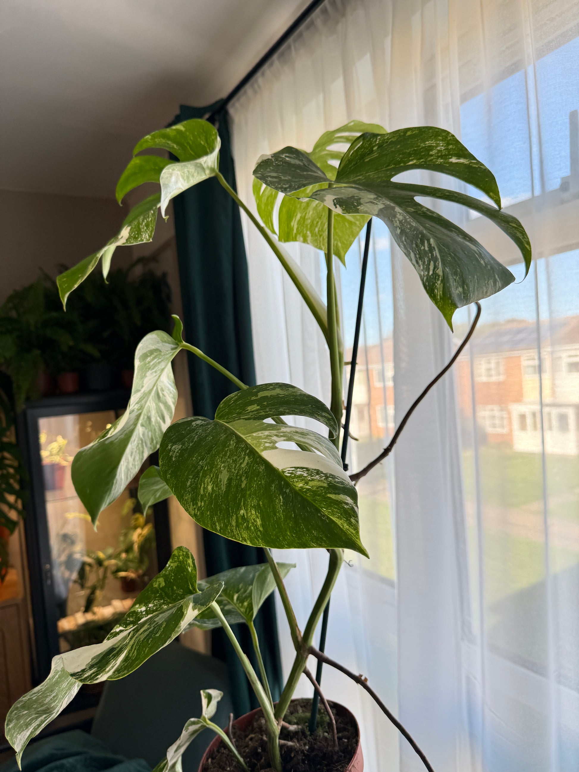 (75–80 cm) Monstera deliciosa variegata