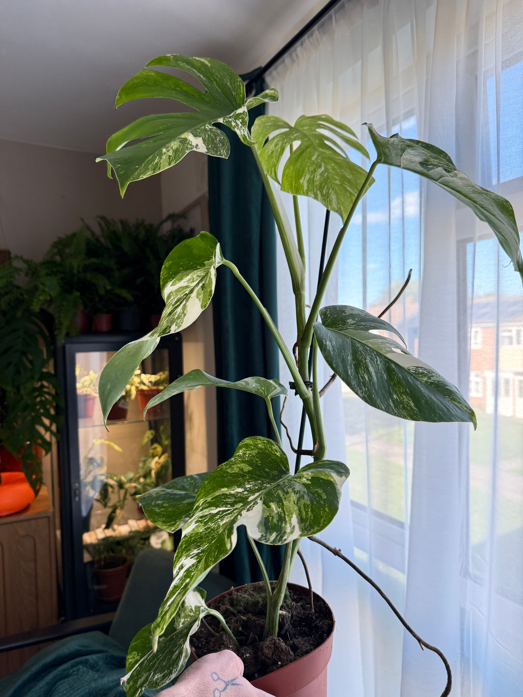 (75–80 cm) Monstera deliciosa variegata