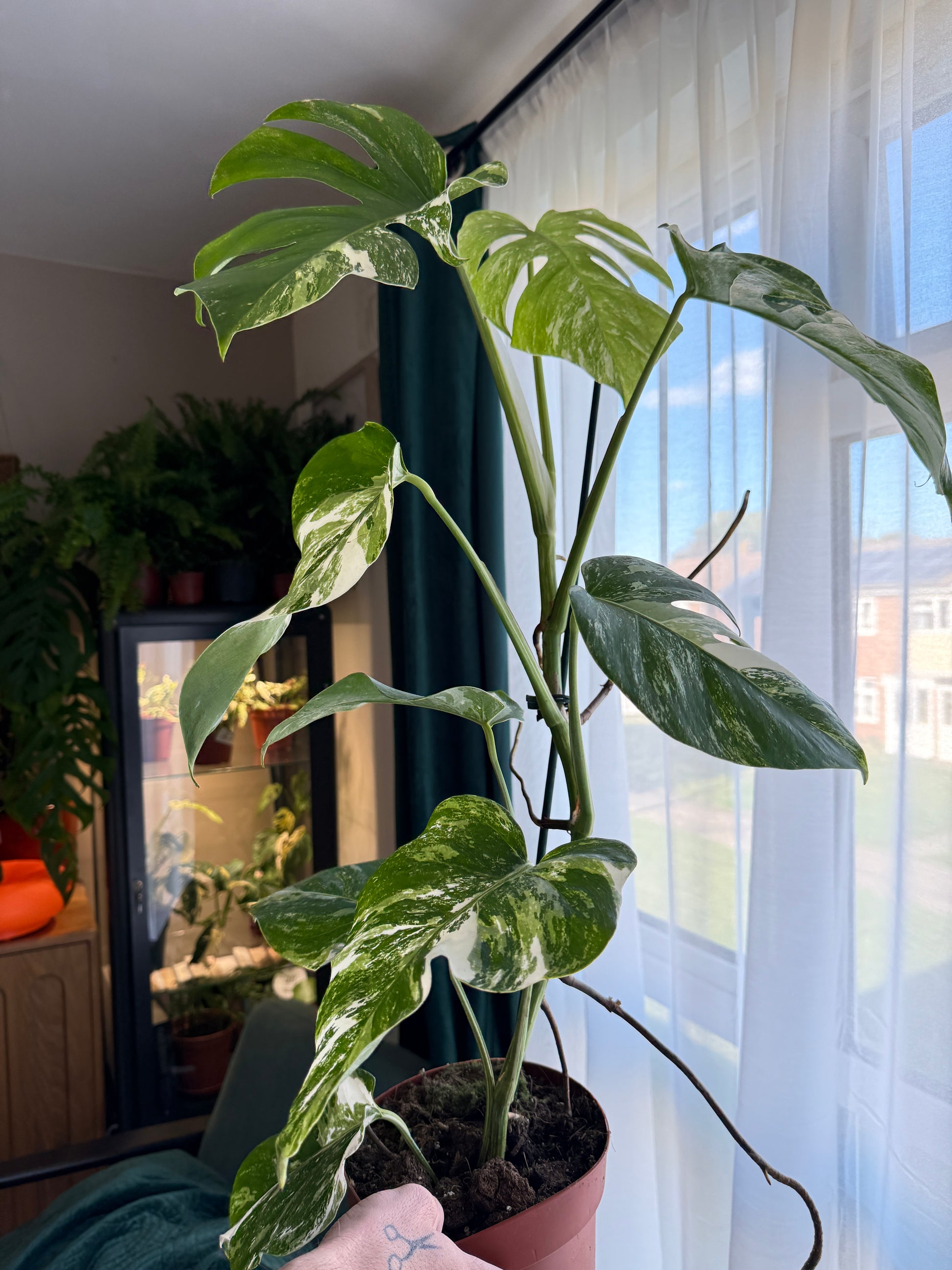 (75–80 cm) Monstera deliciosa variegata