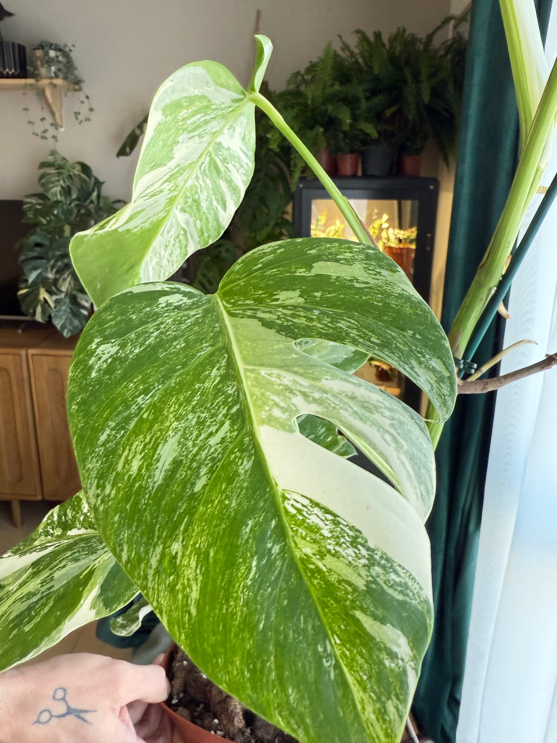 (75–80 cm) Monstera deliciosa variegata