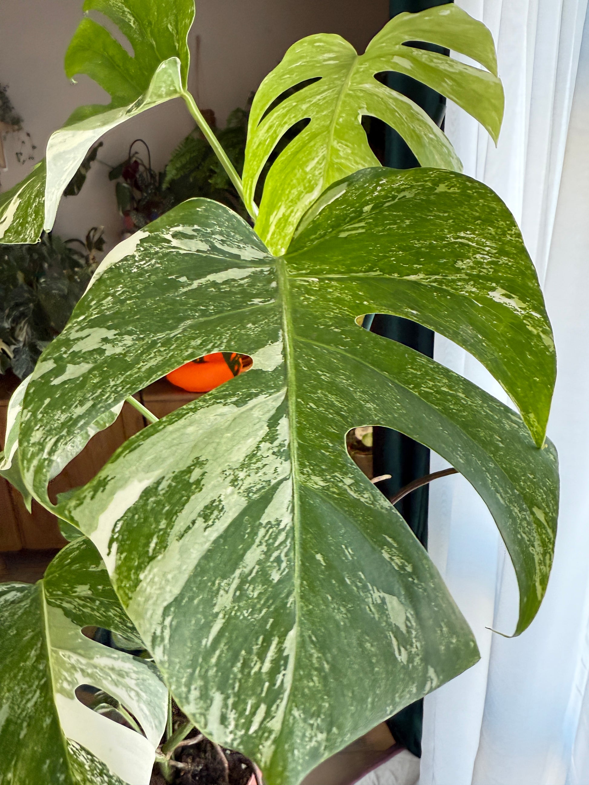 (75–80 cm) Monstera deliciosa variegata