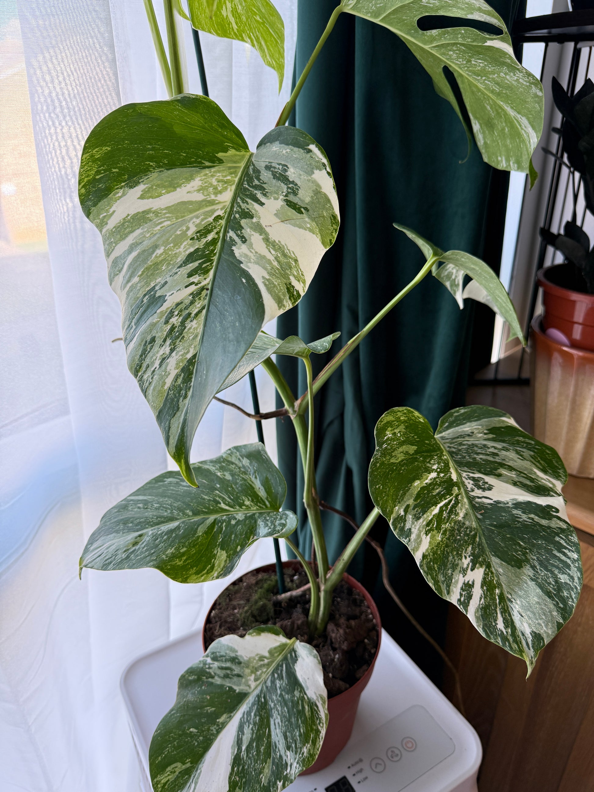 (75–80 cm) Monstera deliciosa variegata