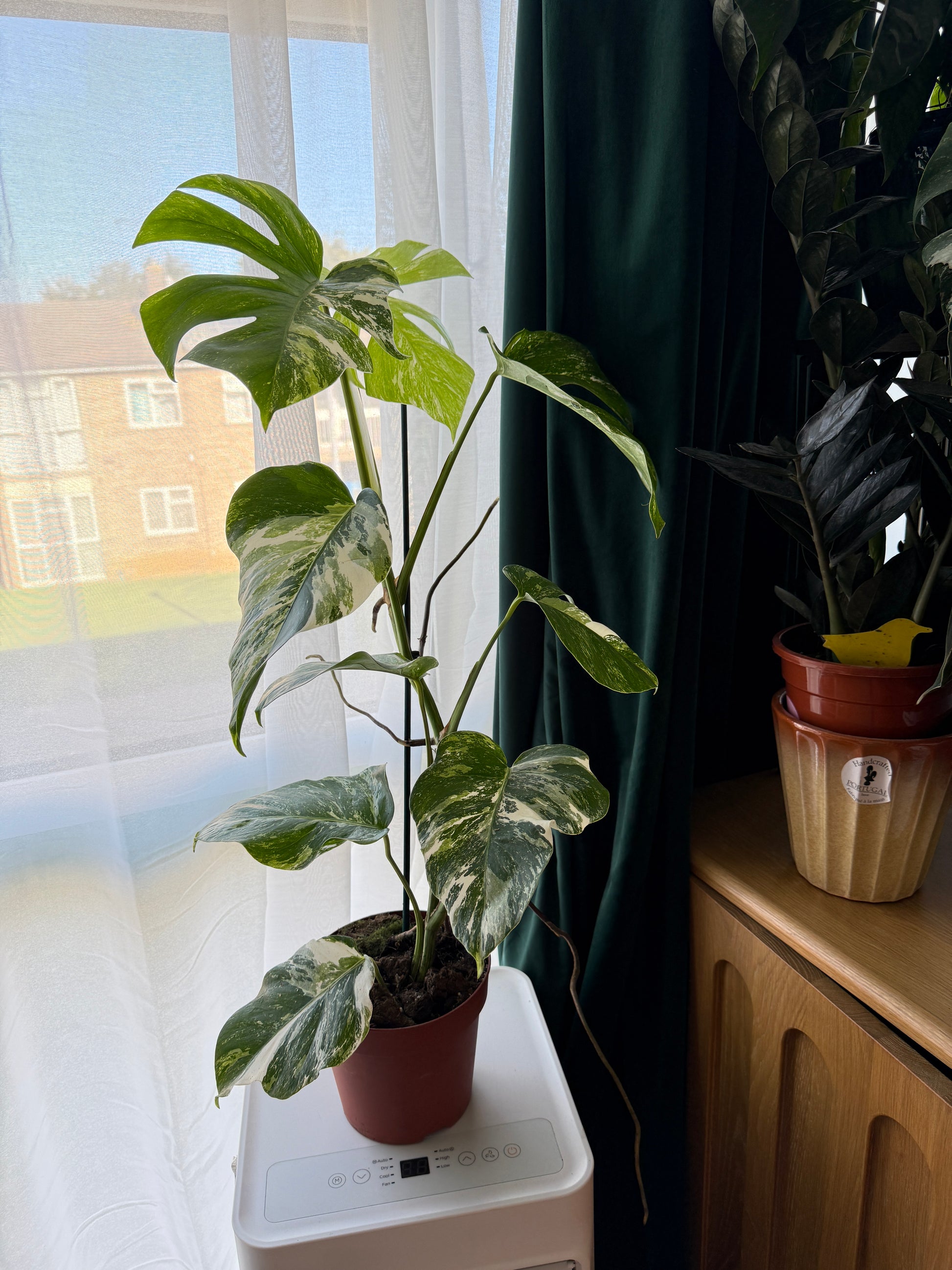 (75–80 cm) Monstera deliciosa variegata