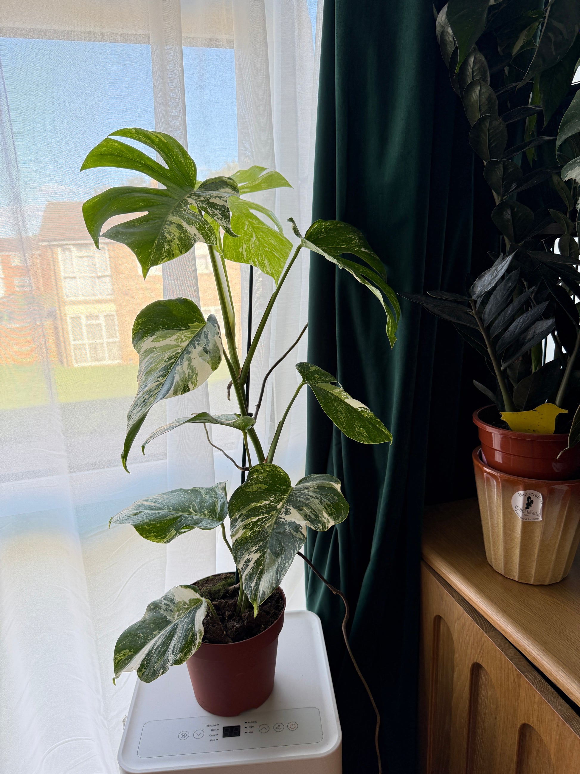 (75–80 cm) Monstera deliciosa variegata