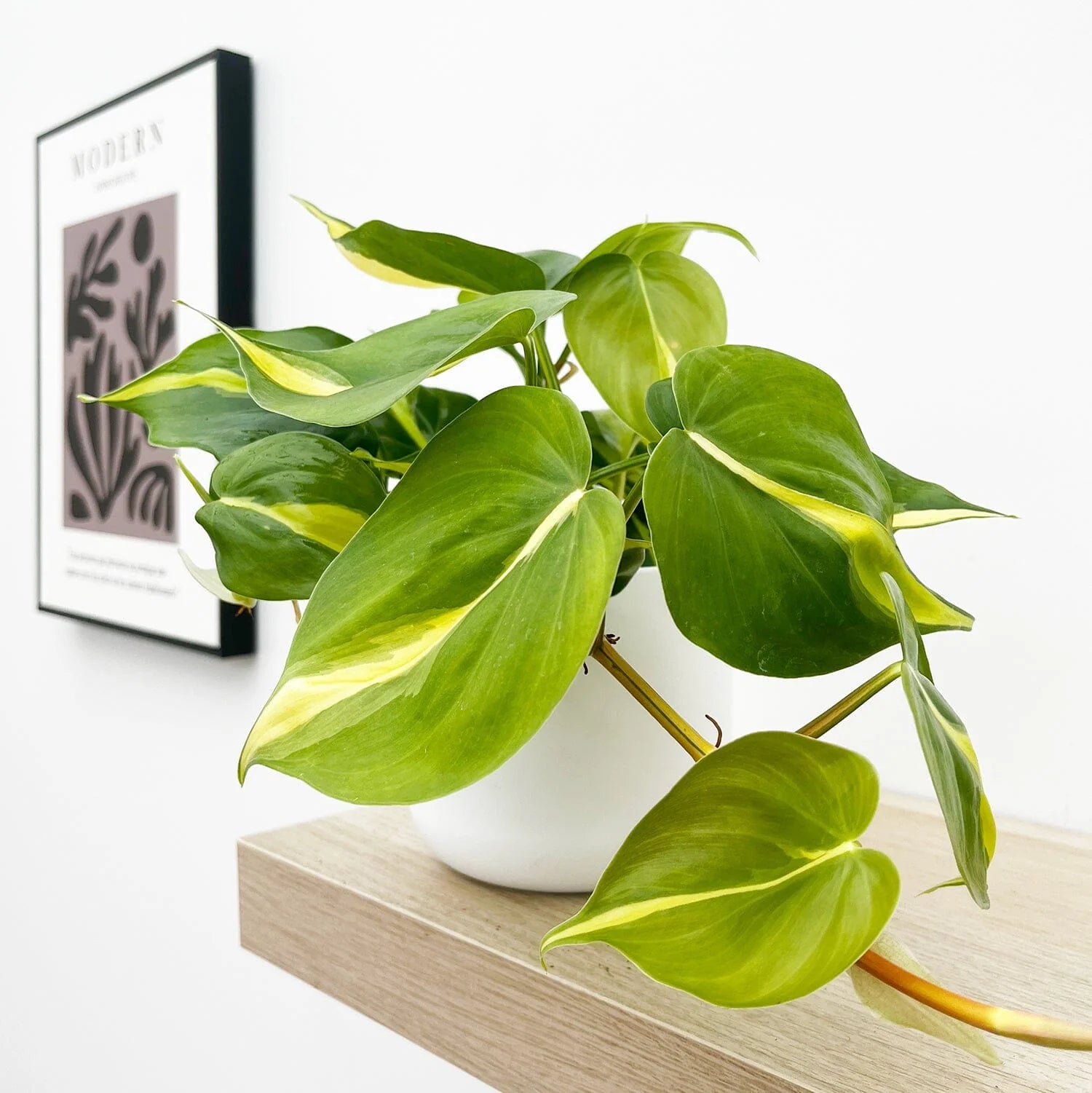 Brasil Philodendron (Philodendron scandens 'Brasil')
