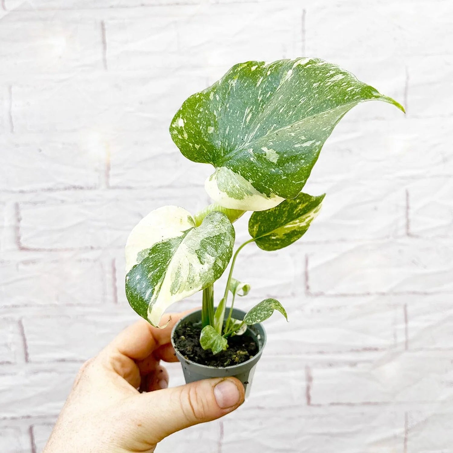 Thai Constellation Monstera (Monstera deliciosa 'Thai Constellation')