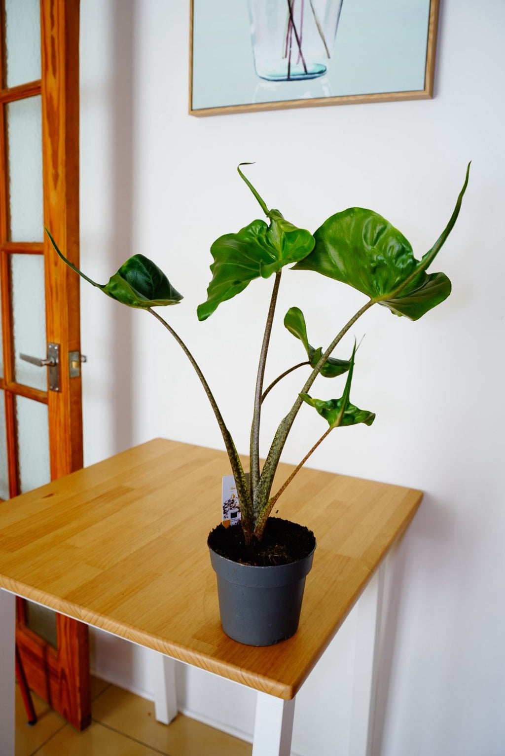 Stingray Alocasia (Alocasia 'Stingray')