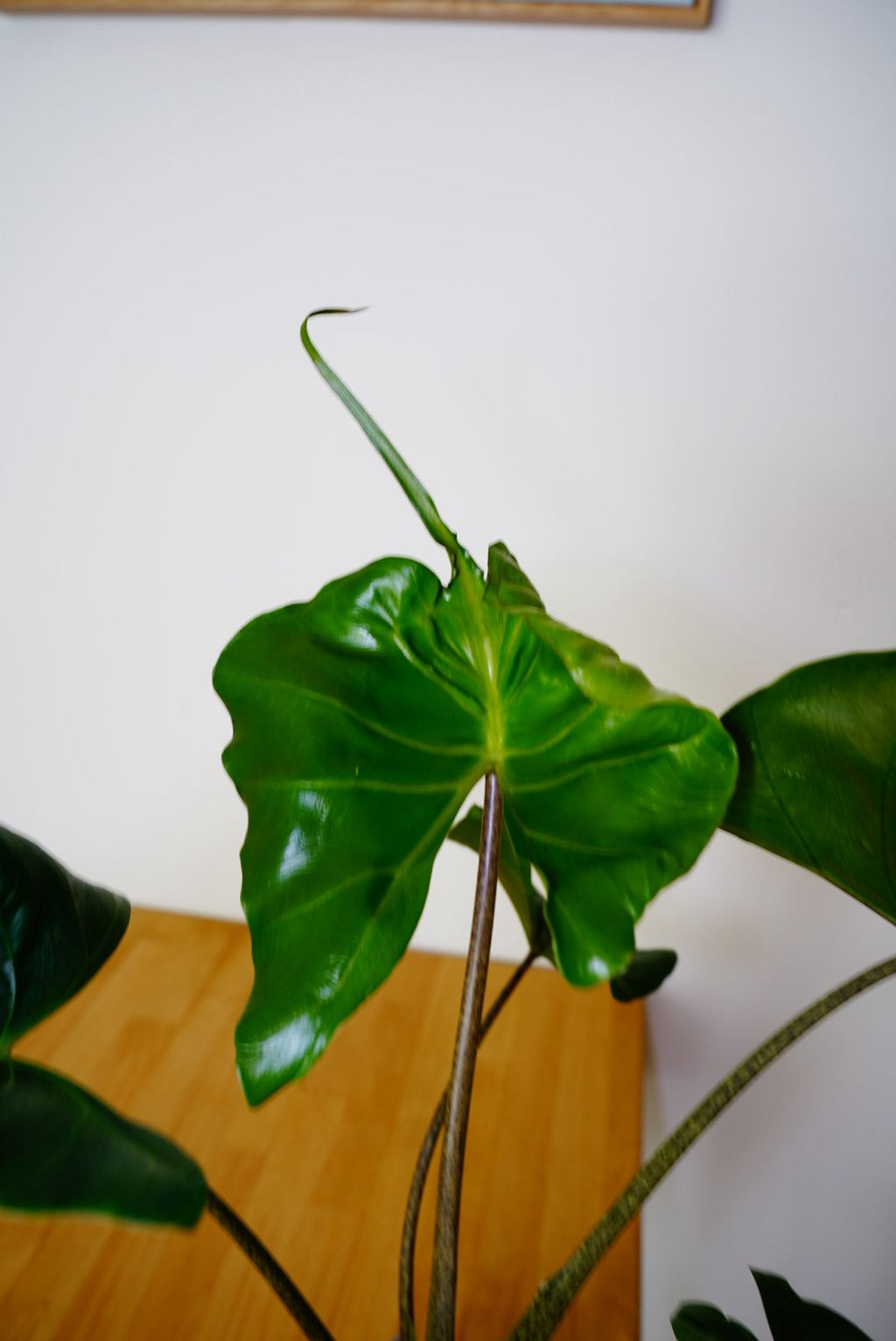 Stingray Alocasia (Alocasia 'Stingray')