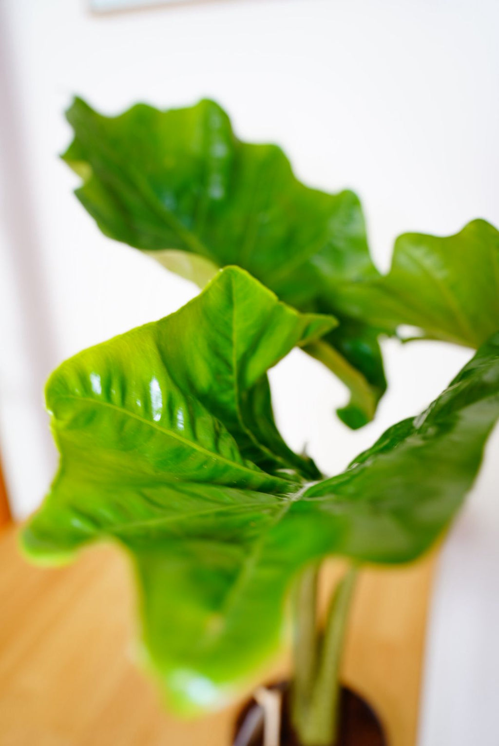Portodora Alocasia  40cm