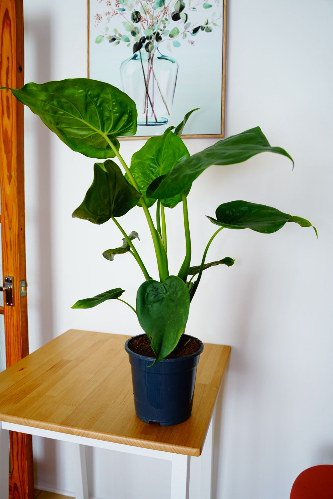 Alocasia Cucullata 19Ø 75cm