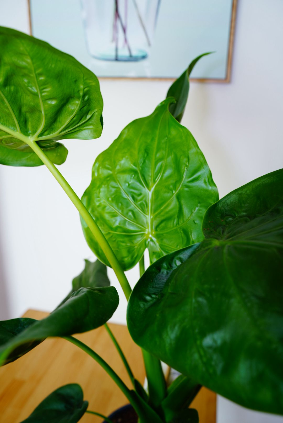 Alocasia Cucullata 19Ø 75cm