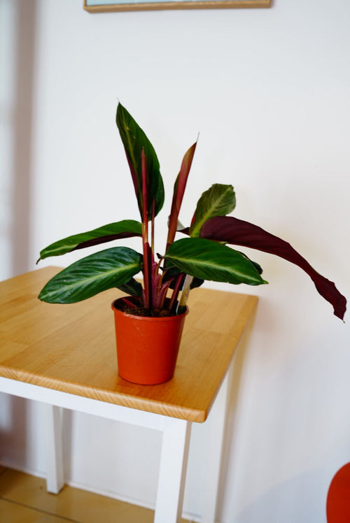 Calatea Stromanthe Sanguinea 12Ø 40cm