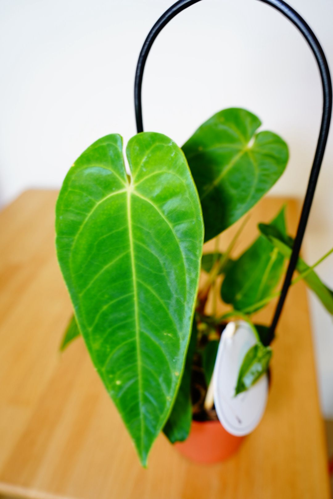 Peltigerum Anthurium