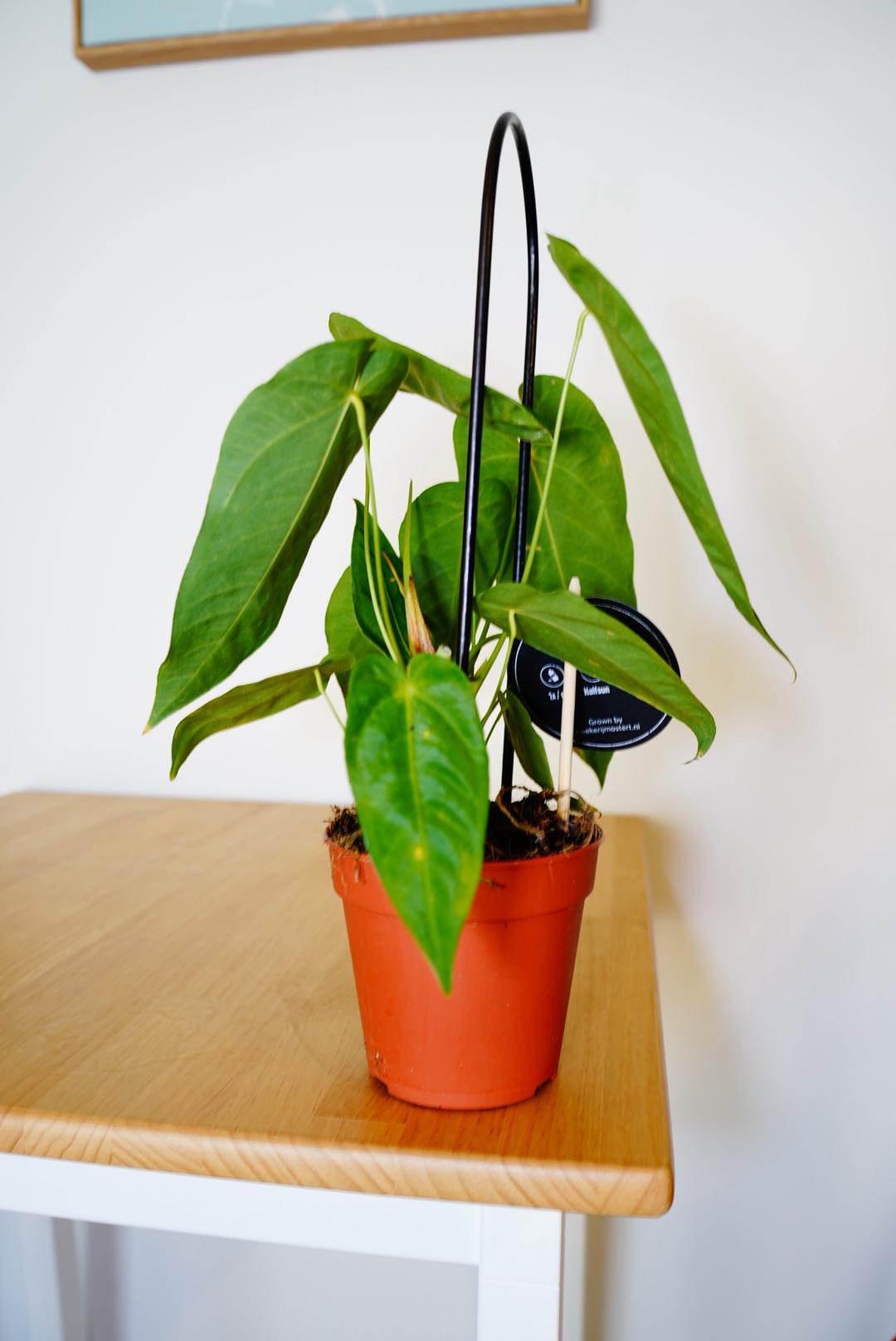 Peltigerum Anthurium