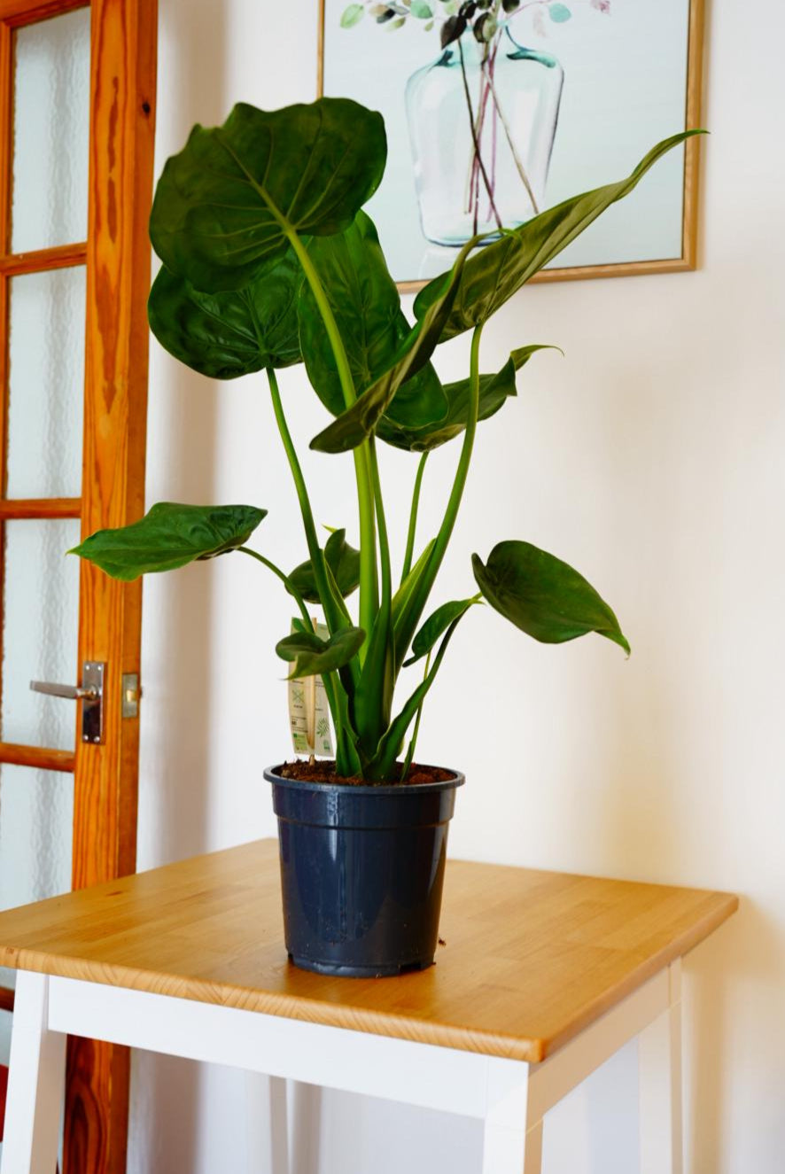 Portodora Alocasia 75cm