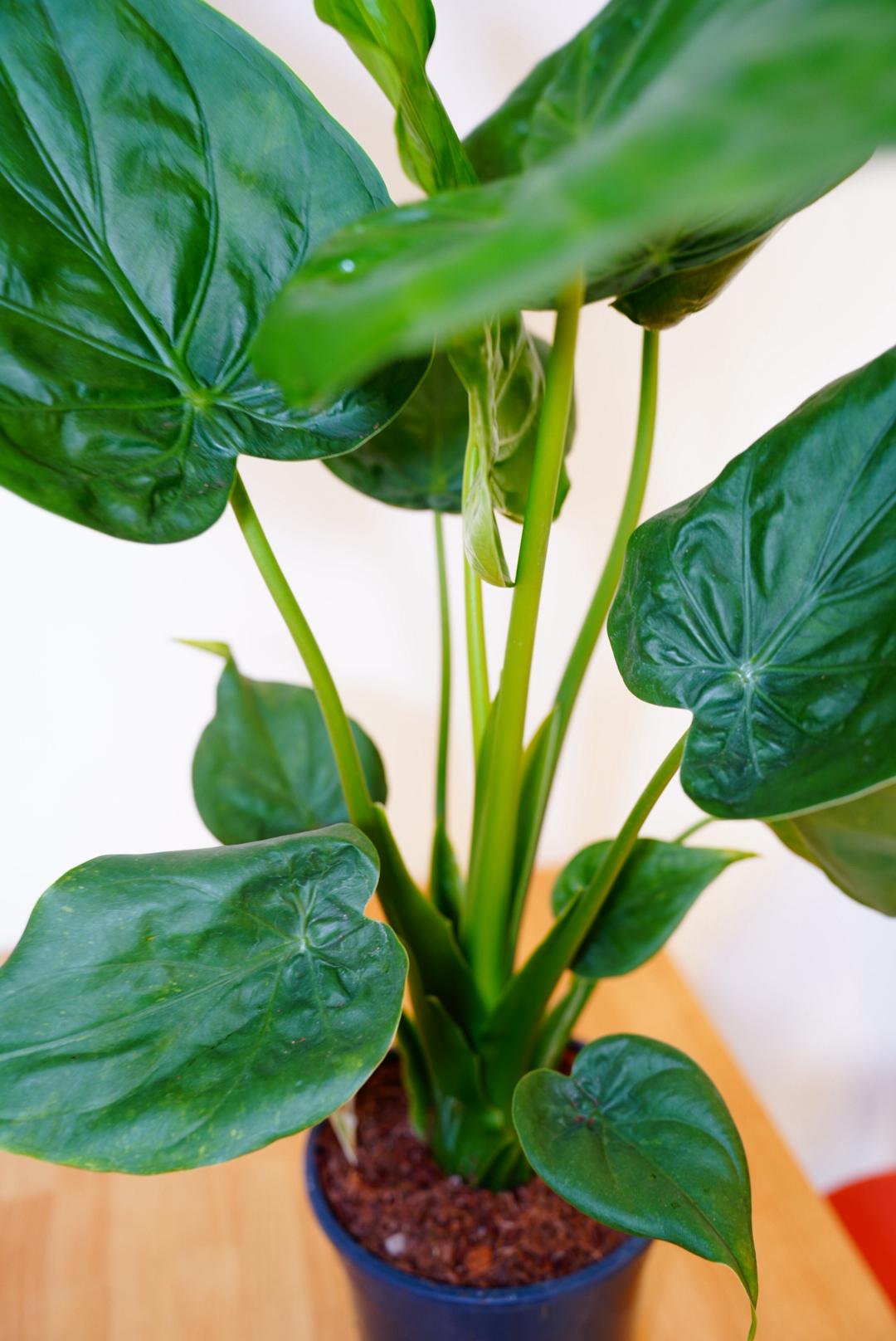 Portodora Alocasia 75cm