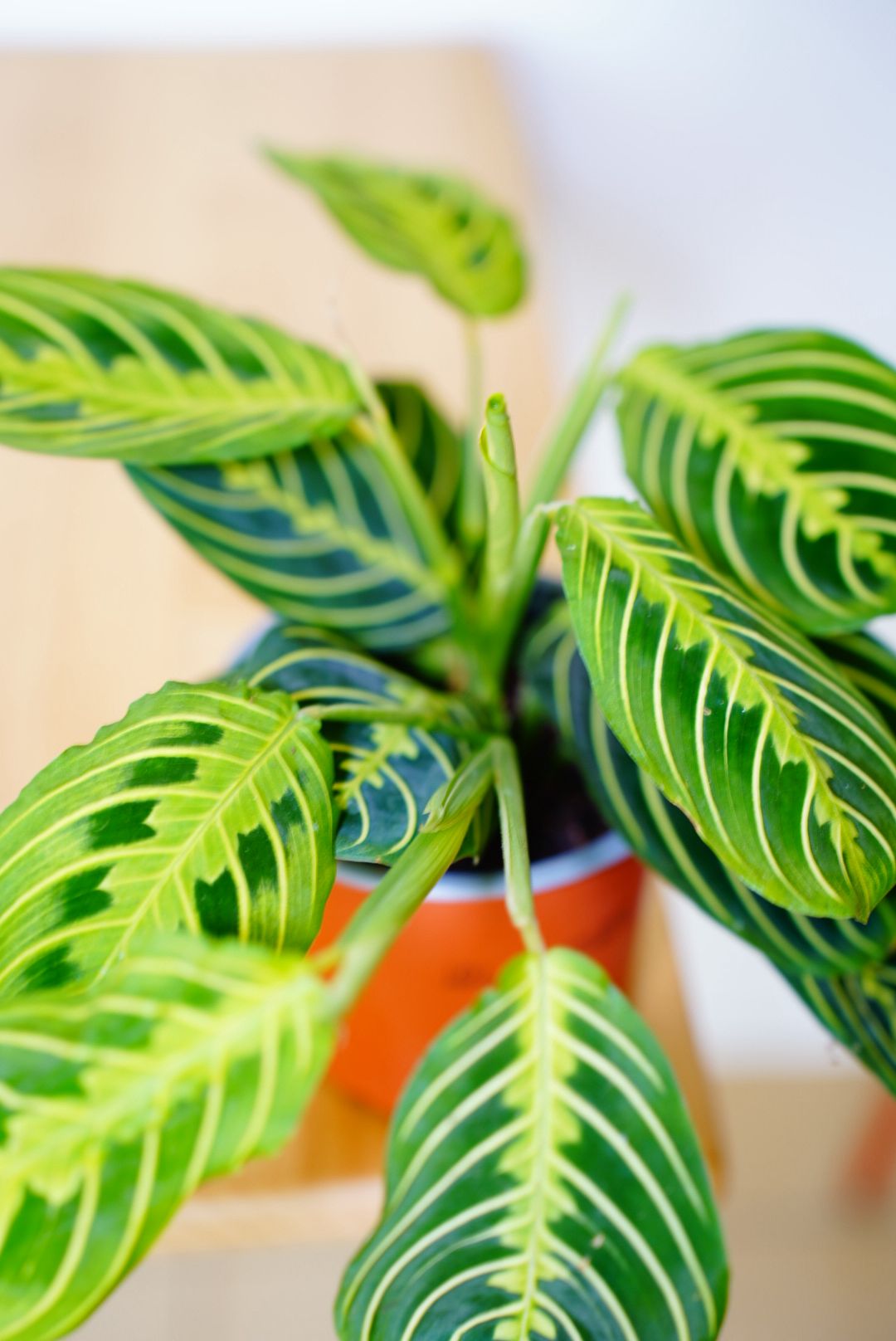 Lemon Lime Prayer Plant (Maranta leuconeura 'Lemon Lime')