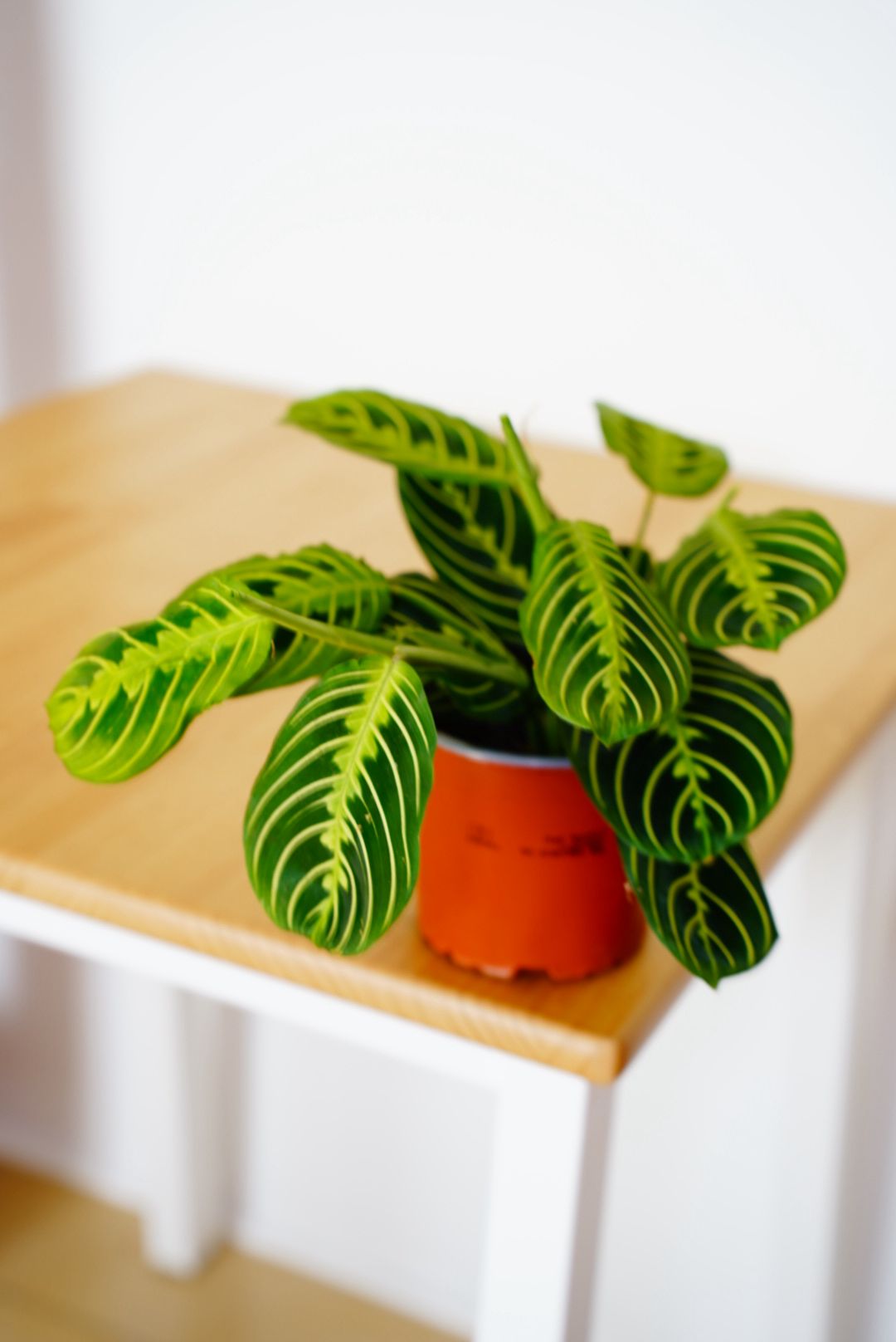 Lemon Lime Prayer Plant (Maranta leuconeura 'Lemon Lime')