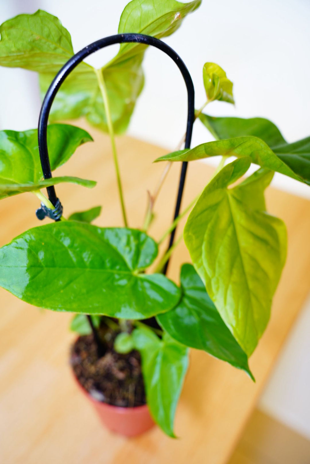 Balaoanum Anthurium