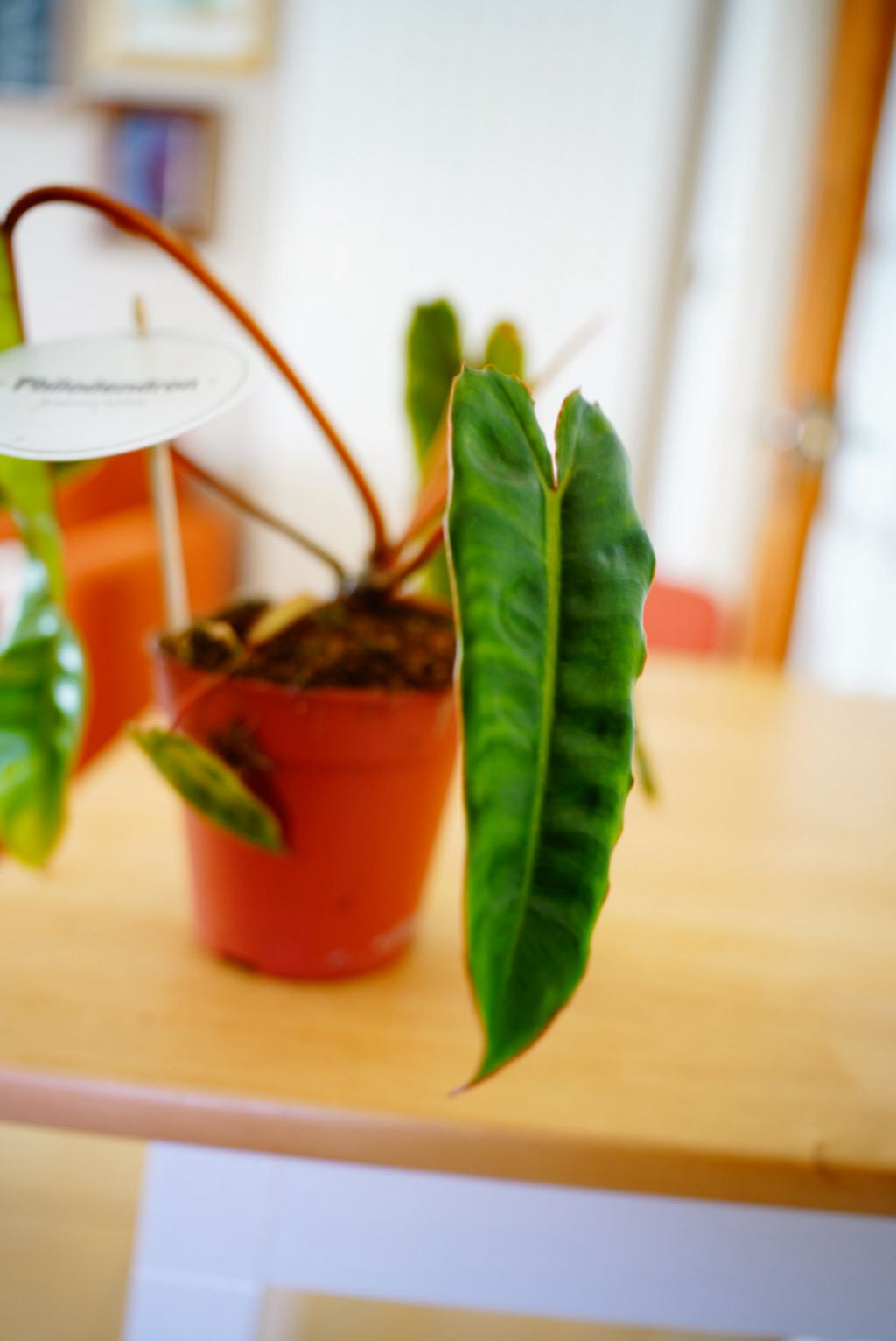 Billietiae Philodendron
