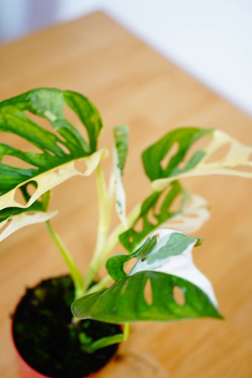 Monstera Monkey Mask Variegated