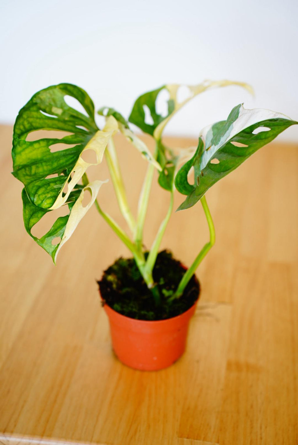Monstera Monkey Mask Variegated