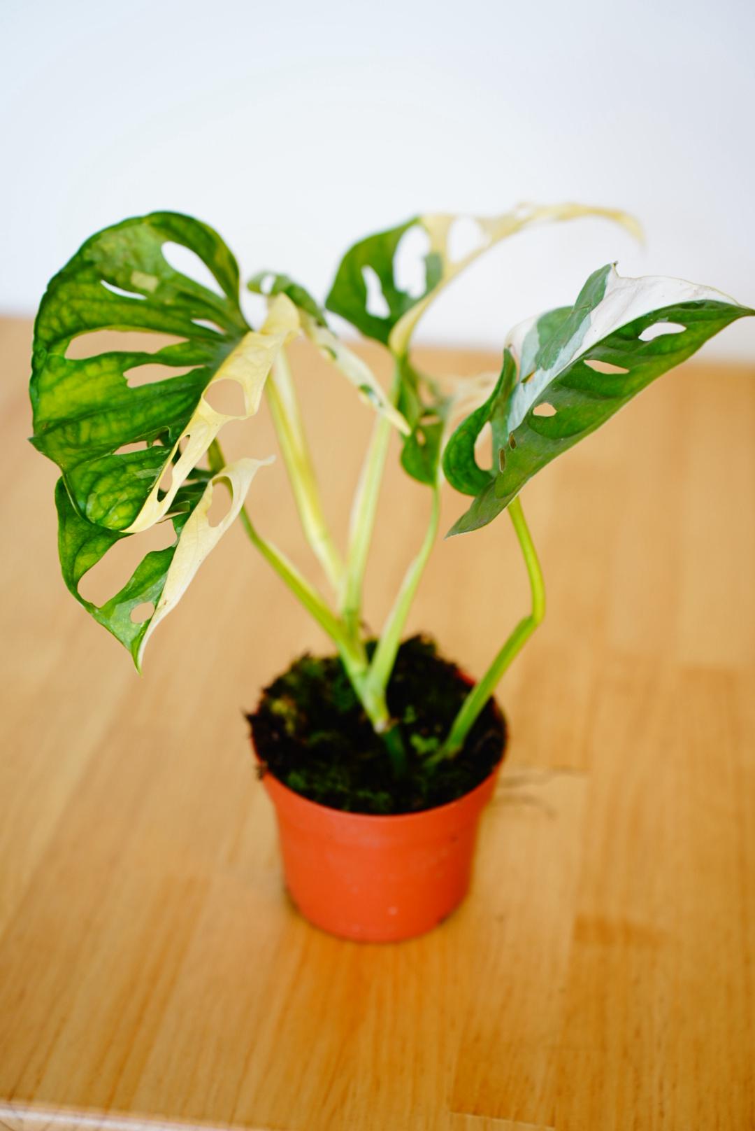 Monstera Monkey Mask Variegated