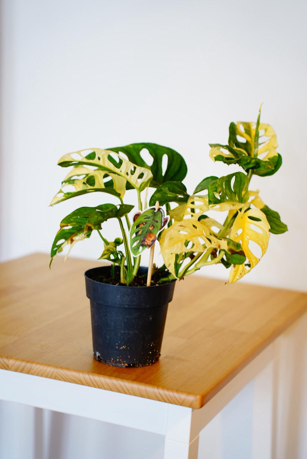 Monkey Japanese Tricolour Monstera