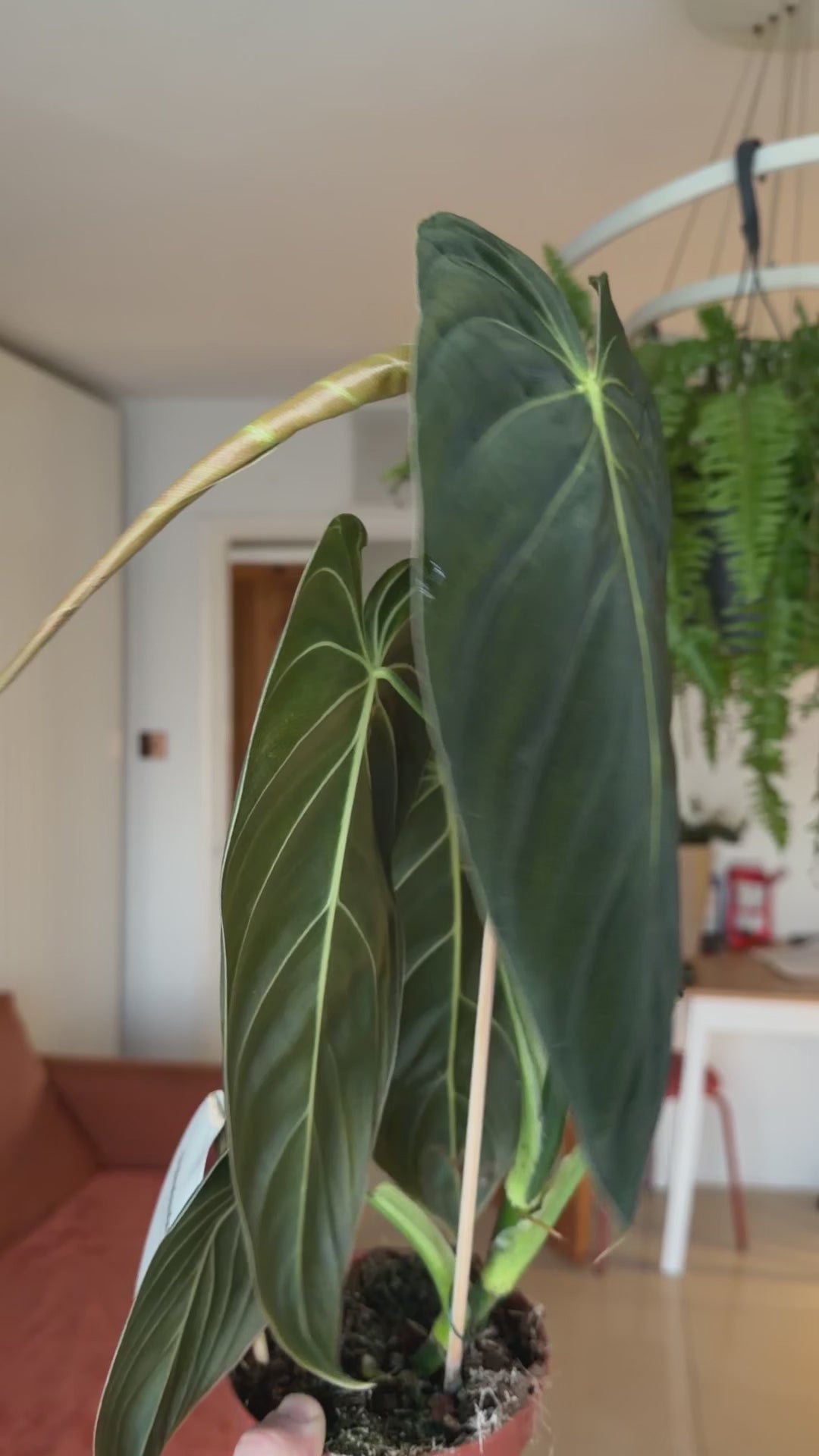 Philodendron melanochrysum 'Black Gold'