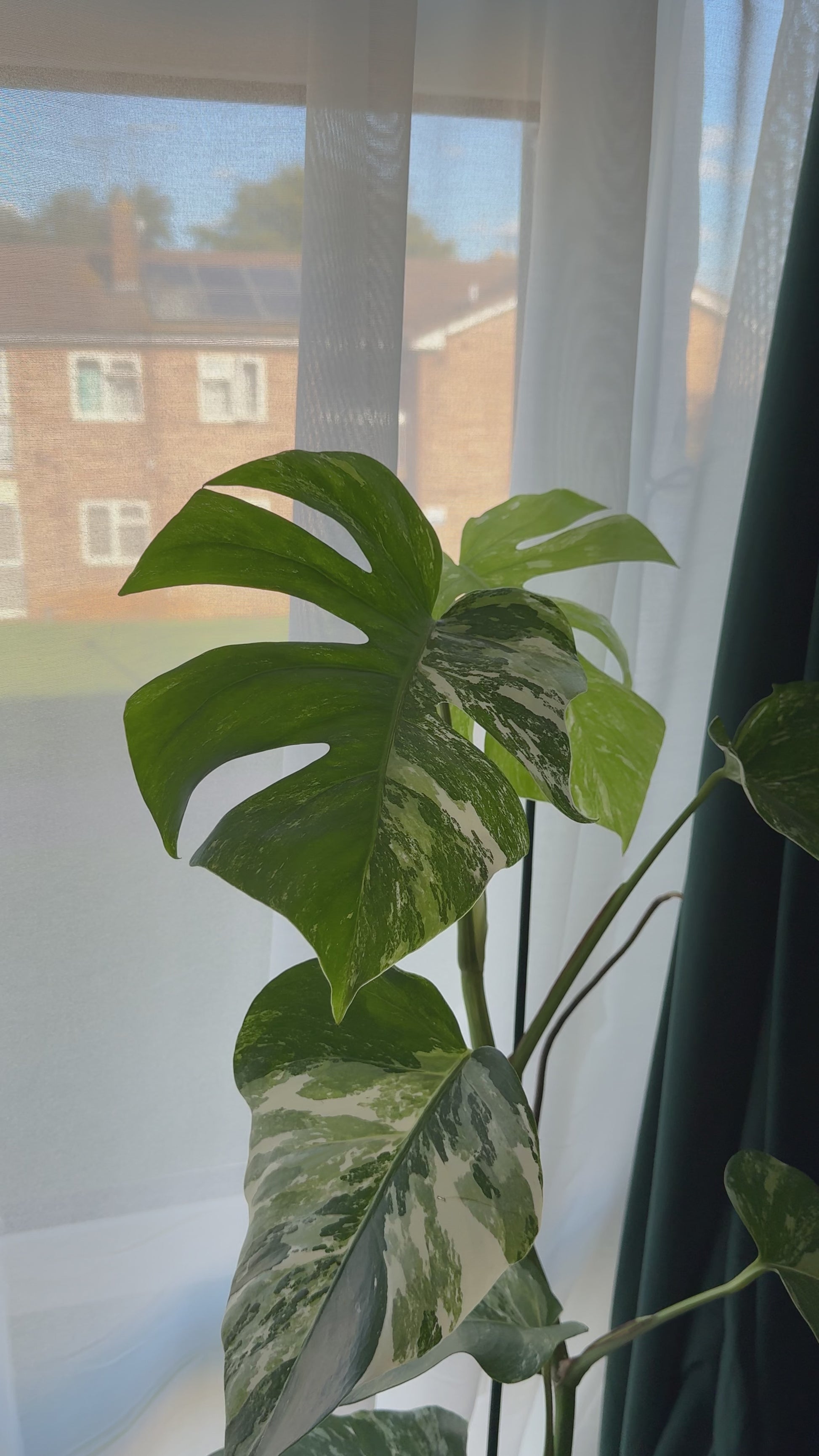 (75–80 cm) Monstera deliciosa variegata